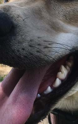 אבנית שן בכלבים - וטרינר בטירת כרמל