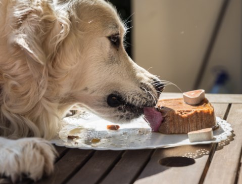 מה לתת לכלבים לאכול